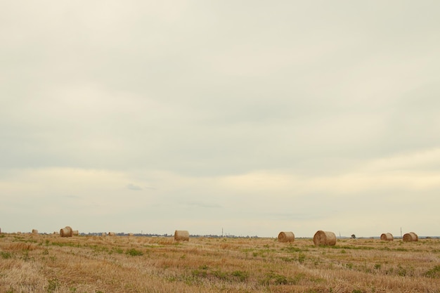 Heuballen auf einem Feld vor bewölktem Himmel Abgeerntetes Feld mit Strohballen