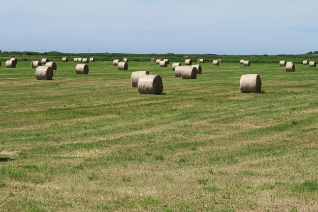 Heuballen auf einem Feld