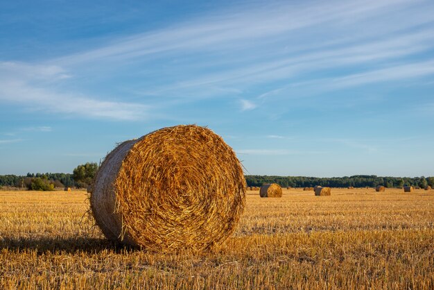 Heuballen in einem weiten Feld unter dem schönen blauen Himmel bei sonnigem Wetter