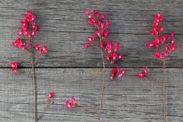 Heuchera flor roja floreciente en los tableros viejos con una textura.