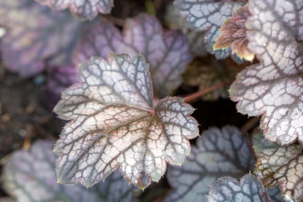 Heuchera de hoja plateada con vetas rojo oscuro en primavera. Jardinería, aficiones, flores perennes, paisajismo.