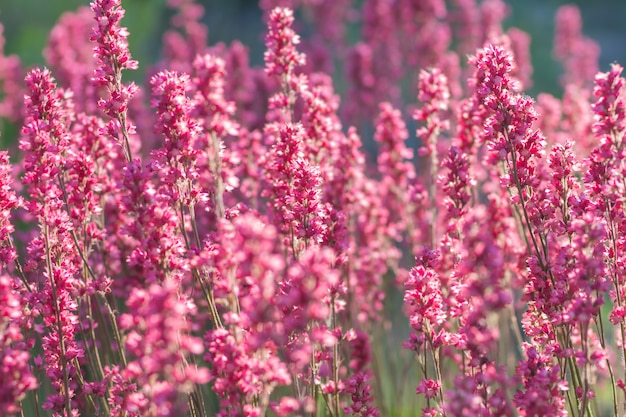 Heuchera morada en flor