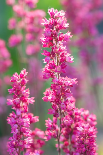 Heuchera roxo de florescência