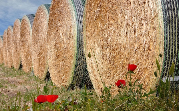 Heuhaufen auf dem Feld. Ländliche Landschaft.