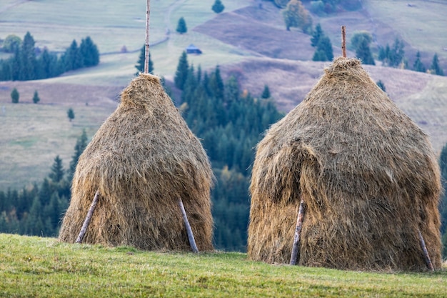 Heuhaufen auf dem Feld