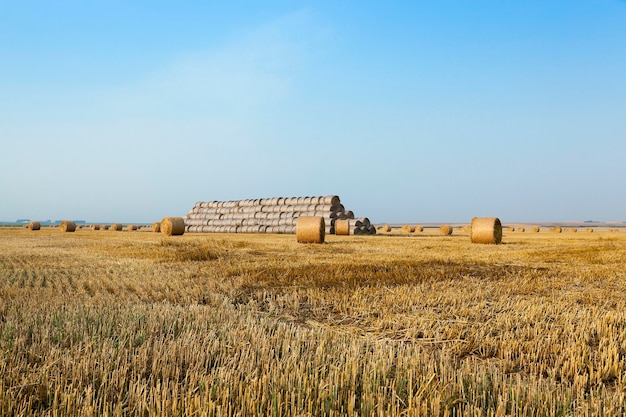 Heuhaufen auf einem Strohfeld - ein landwirtschaftliches Feld, auf dem sich nach der Weizenernte Heuhaufenstroh befindet