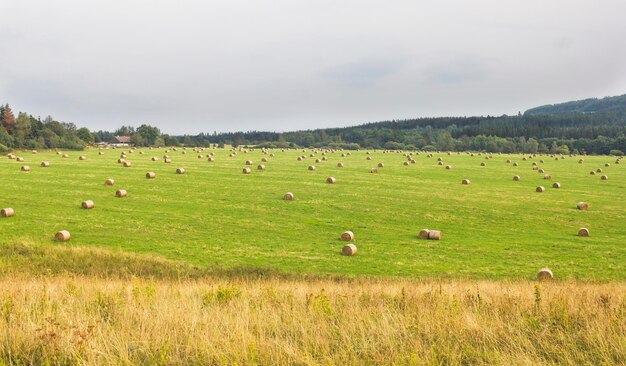 Heuhaufen auf einer grünen Wiese