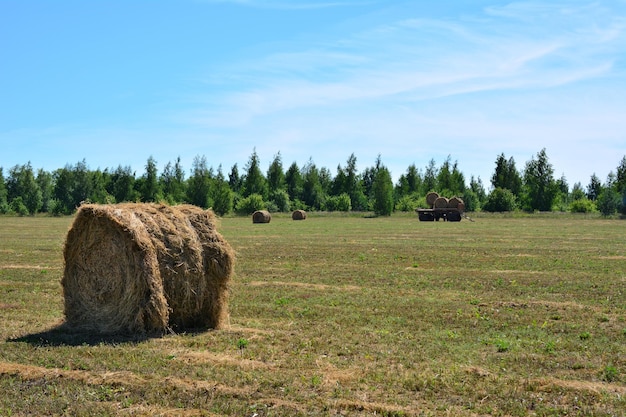 Heuhaufen auf leerem Feld isoliert mit Waldgrenze und blauem Himmel im Hintergrund