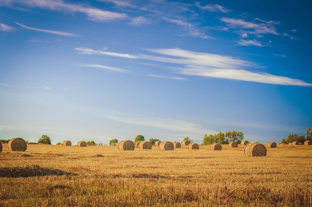 Heuhaufen im Feld