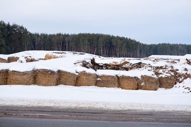 Heuhaufen im Winter auf dem Schnee auf dem Bauernhof vor der Kulisse des Waldes