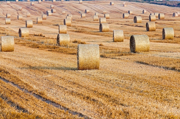 Heuhaufen in einem Feld aus Stroh Heuhaufen Stroh nach der Ernte von Weizen übrig