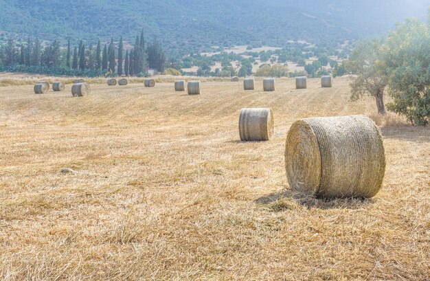 Heuhaufen in einem Feld von trockenem Gras mit Zypressen und Bergen als Hintergrund