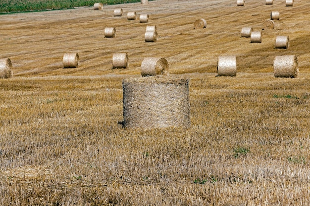 Heuhaufen in einem Strohfeld