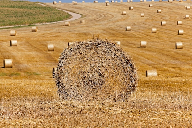 Heuhaufen in einem Strohfeld