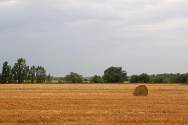 Heuhaufen rollt auf landwirtschaftlichem Feld gegen dramatischen Herbsthimmel mit Kopierraum