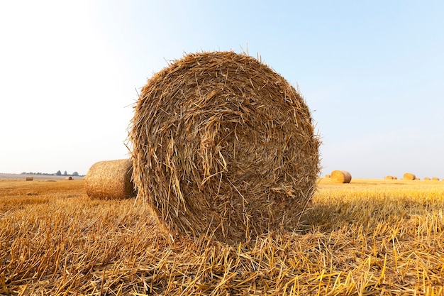 Heuhaufen Stroh nach der Ernte von Weizen, geringe Schärfentiefe verlassen