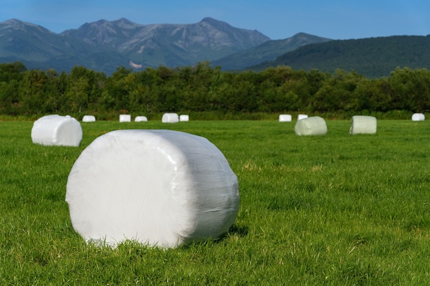 Heuhaufen verpackt in weißer Zelluloseverpackung und bereit für den Transport von gemähtem landwirtschaftlichem Feld mit grünem Gras an sonnigen Tagen. Ländliche Landschaft, trockenes Wetter, bei dem die landwirtschaftliche Arbeit gut ist.