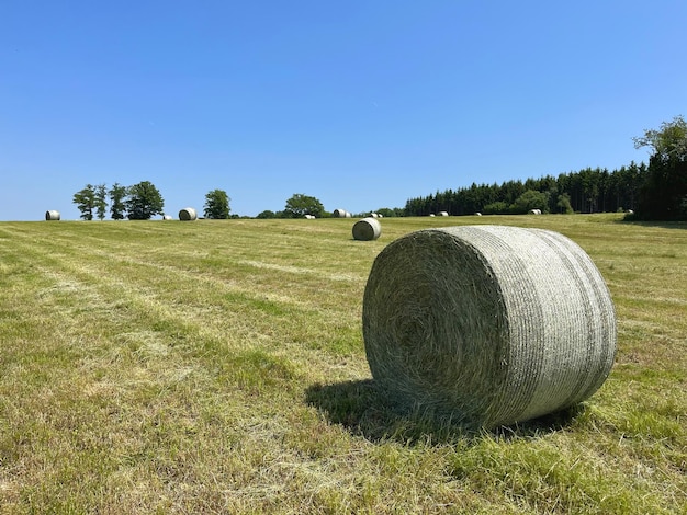 Foto heulage ist gras, das auf eine luftfeuchtigkeit von 5055 getrocknet und in verschlossenen behältern aufbewahrt wird