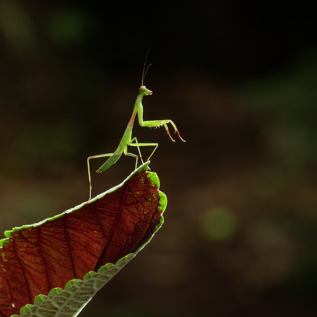 heuschrecke auf blatt zur frühlingszeit