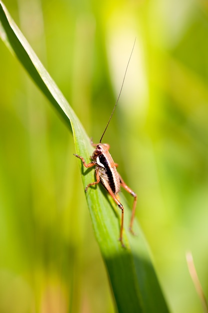 Heuschrecke auf Blatt