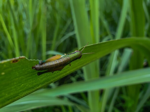 Heuschrecke auf dem Blatthintergrund schönes Naturkonzept tropisches Blatt