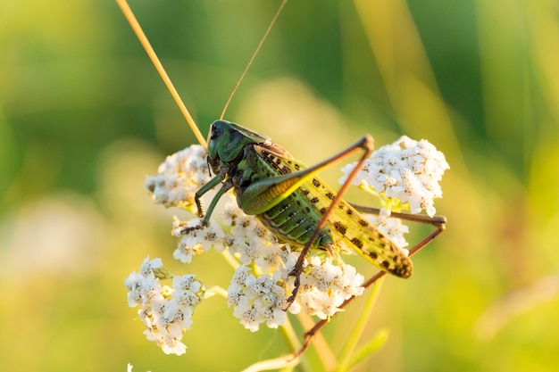 Heuschrecke auf dem Gras