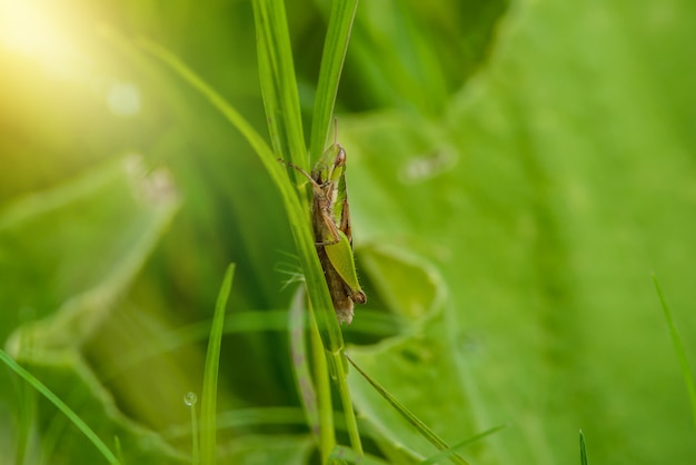 Heuschrecke auf dem Grasblatt nah oben auf dem Gebiet