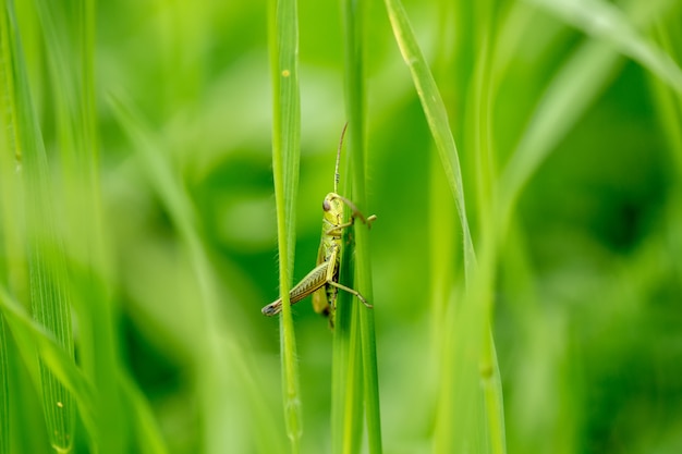 Heuschrecke auf dem Grasblatt schließen oben. Grüne Heuschrecke. Makrofoto einer Heuschrecke.