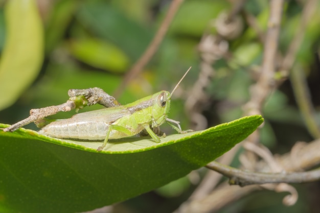 Heuschrecke auf einem Blatt