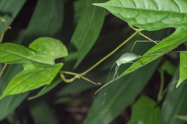 Heuschrecke auf einem Blatt