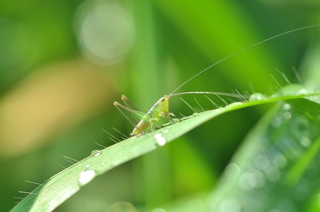 Heuschrecke auf einem Blatt