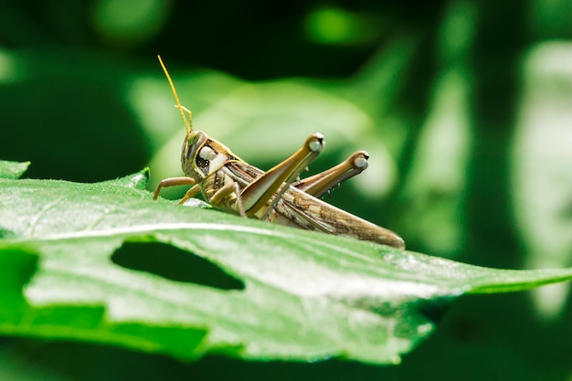 Heuschrecke auf Goldrute