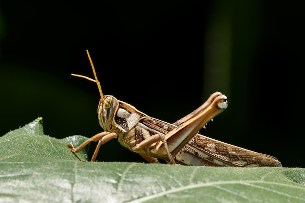 Heuschrecke auf Goldrute