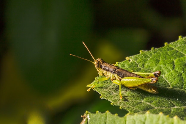 Heuschrecke auf grünem Blatt