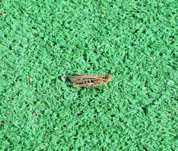 Heuschrecke auf künstlichem Gras Orthoptera Insekten aus der Ordnung der Heuschrecken