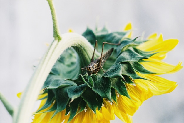 Heuschrecke auf Sonnenblume