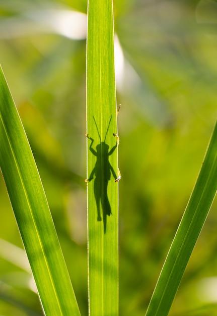 Heuschrecke hinter dem Grasblatt