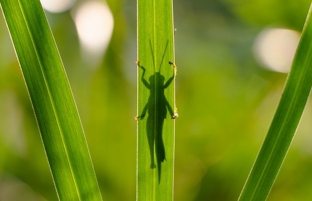 Heuschrecke hinter dem Grasblatt