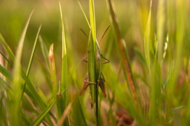 Heuschrecke im Gras auf der Wiese am Sommermorgen