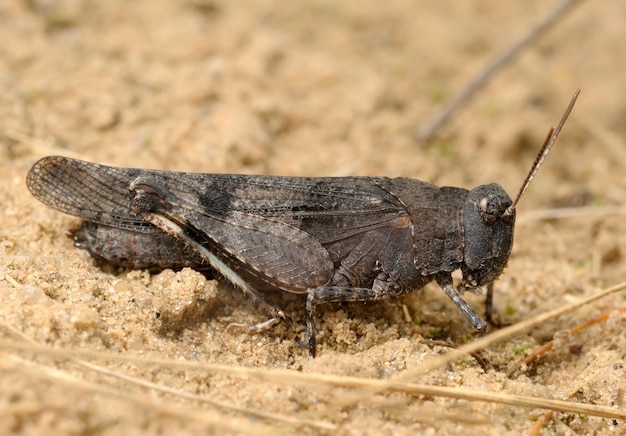 Heuschrecke Oedipoda caerulescens