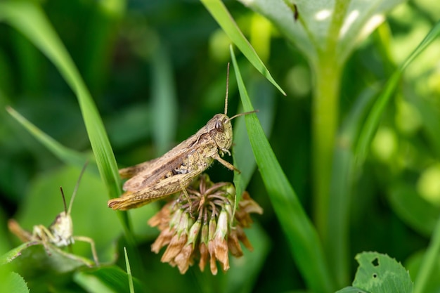 Heuschrecke sitzt auf einer Kleeblume an einem sonnigen Sommertag Makrofotografie.