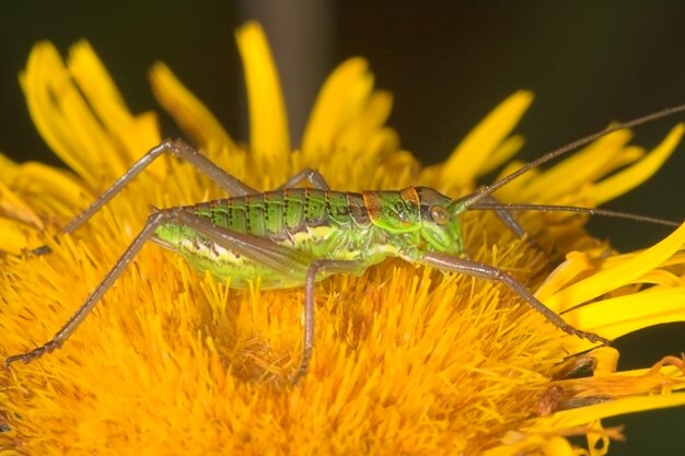 Heuschrecke (Steropleurus sp)