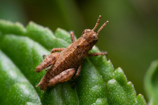 Heuschrecke thront auf einem grünen Blatt