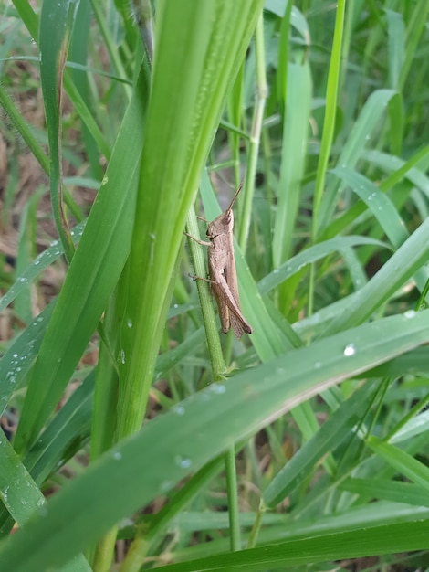 Heuschrecke valanga nigricornis auf den Blättern