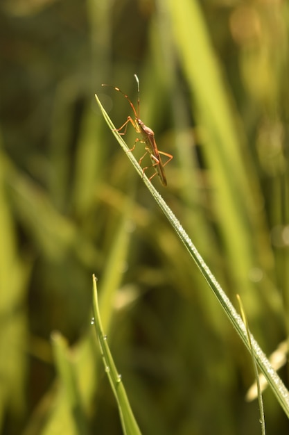 Foto heuschrecke