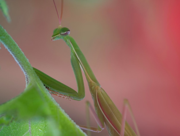 Foto heuschrecken auf einer pflanze