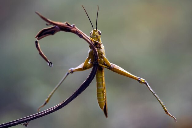 Foto heuschrecken in der natur