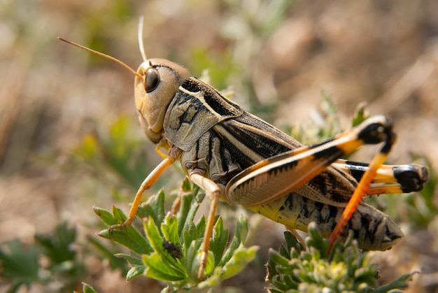 Heuschrecken-Makro