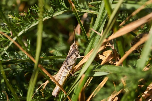 Heuschrecken sitzen im Gras auf dem Rasen