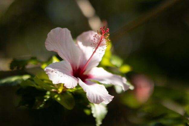 Hibisco blanco con centro rosa en el jardín.